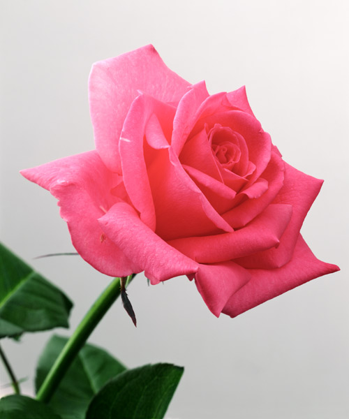 Pink Rose, 2005 (colour photo)  from Norman  Hollands