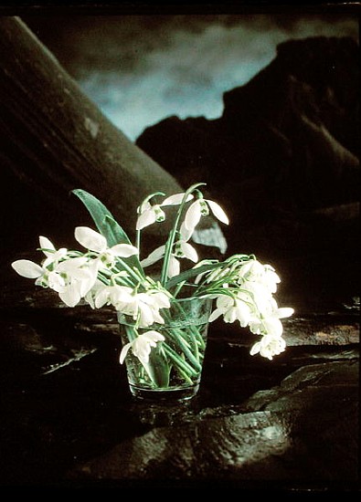 Snowdrops, 1995 (colour photo)  from Norman  Hollands