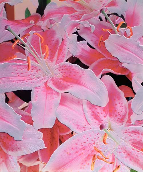 Tiger lily relief, 1999 (colour photo)  from Norman  Hollands