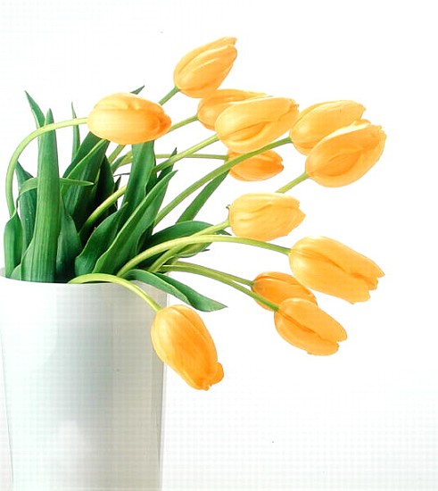Yellow tulips I, 1999 (colour photo)  from Norman  Hollands