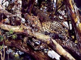 Kenyan Leopard, 1997 (acrylic and pencil crayon on paper) 