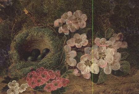 Primroses by a Bird's Nest from Oliver Clare