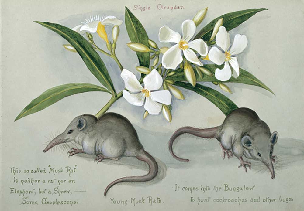 Suncus murinus caerulescens, Indian grey musk-shrew, Young Musk Rats, from one of 16 sketchbooks pre from Olivia Fanny Tonge