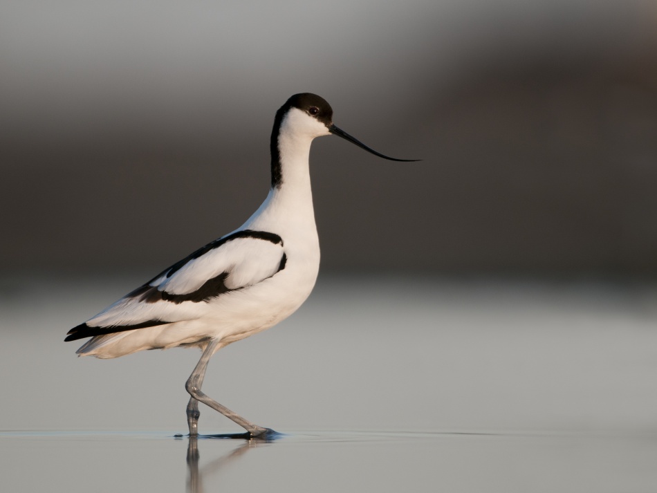 Pied Avocet from Olof Petterson