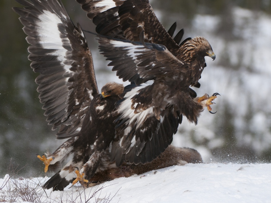 Dance of the Eagles from Olof Petterson