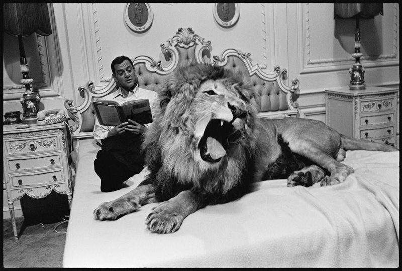 Tony Randall with lion (Zamba), on the set of Fluffy from Orlando Suero