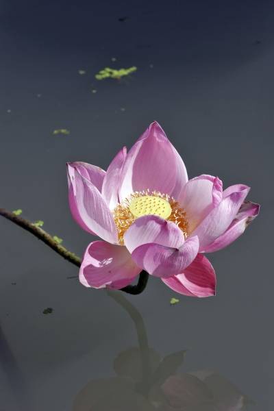 Lotus flower 2 from 