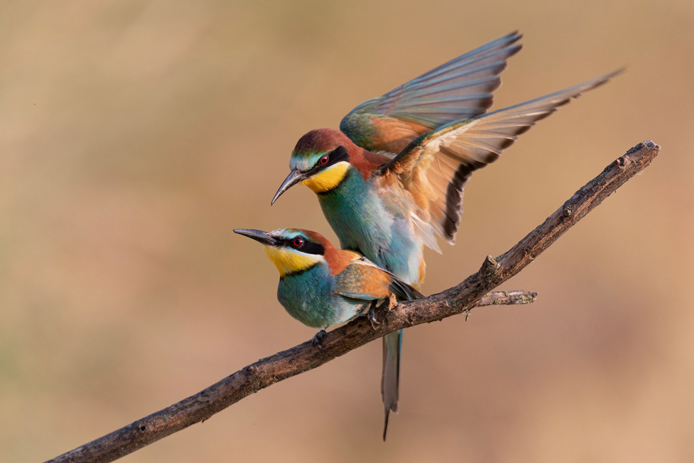 Bee-Eater from Paolo Bolla