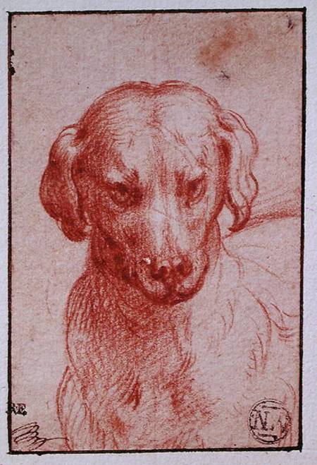 Head of a Dog from Parmigianino