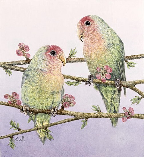 Love Birds  from Pat  Scott