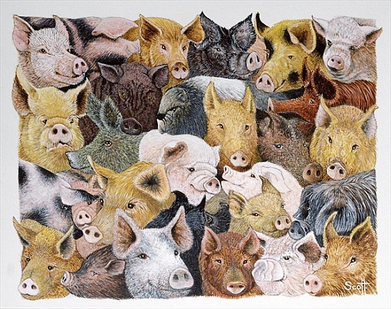 Pigs Galore (acrylic on calico)  from Pat  Scott