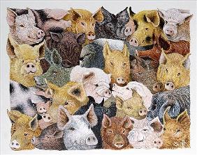 Pigs Galore (acrylic on calico) 