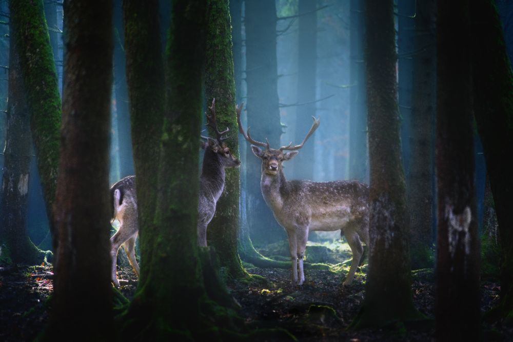 Deers from Patrick Aurednik
