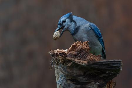 Blue jay provision for autumn