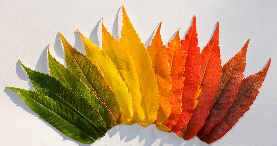 Farbige Herbstblätter from Patrick Pleul