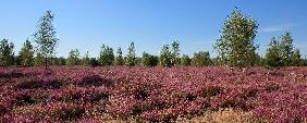 Heidekrautblüte im Naturschutzgebiet