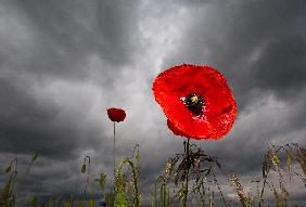 Mohnblumen vor Regenwolken