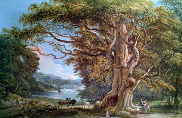 An Ancient Beech Tree from Paul Sandby