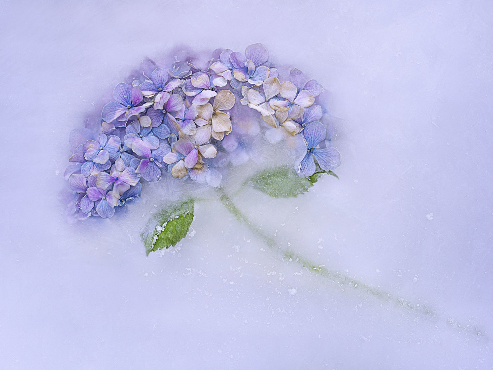 Hidrangen flower among the ice. from Pedro Uranga