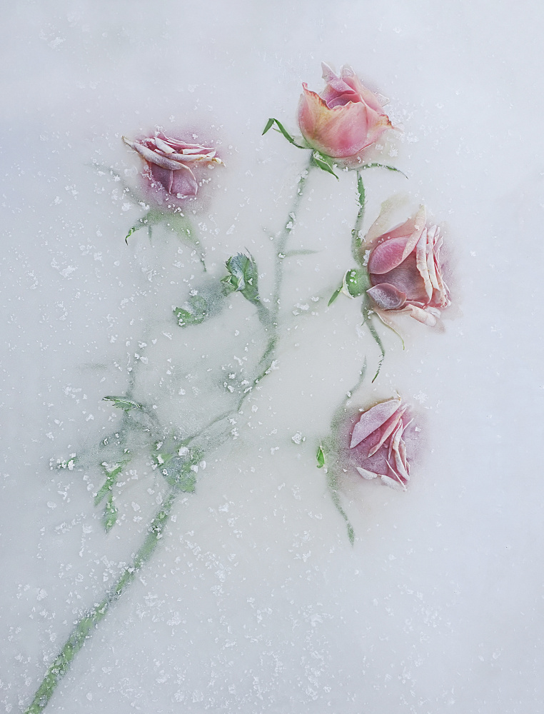 Roses among the ice. from Pedro Uranga
