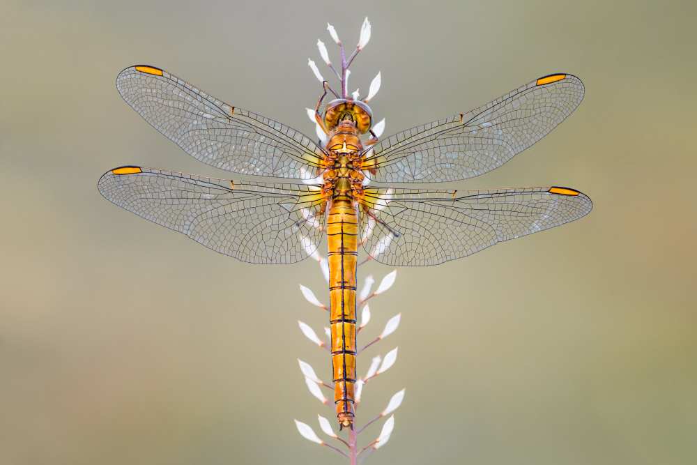 Dragonfly from Petar Sabol