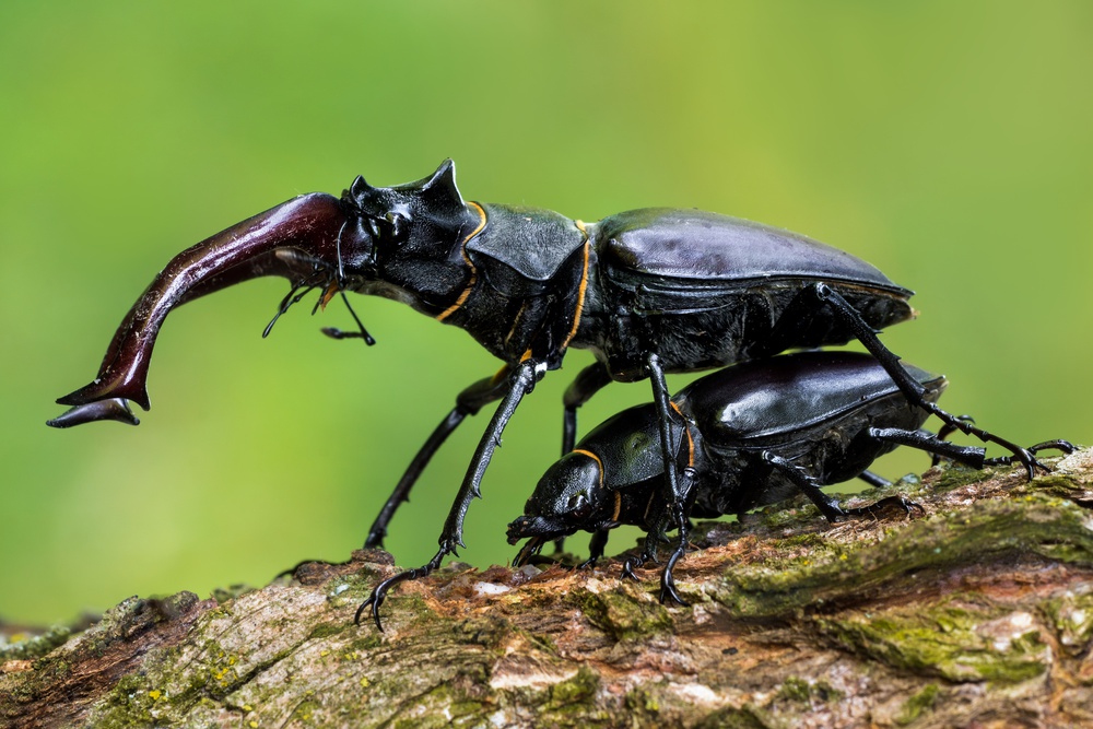 Stag beetle mating from Petar Sabol