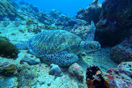 Deep sea turtle