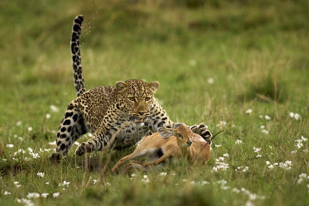 Leopard Surprise from Peter Hudson