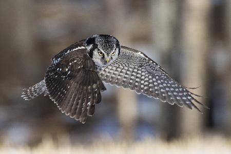 Northern Hawk Owl Hunting,