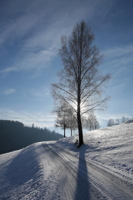 Birke in Winterlandschaft im Gegenlicht from Peter Wienerroither