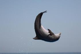 springender Delphin