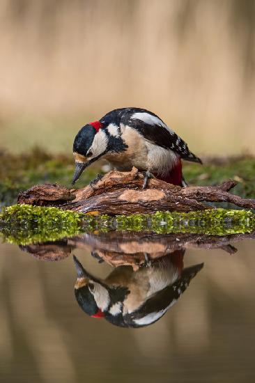 The Great Spotted Woodpecker, Dendrocopos major