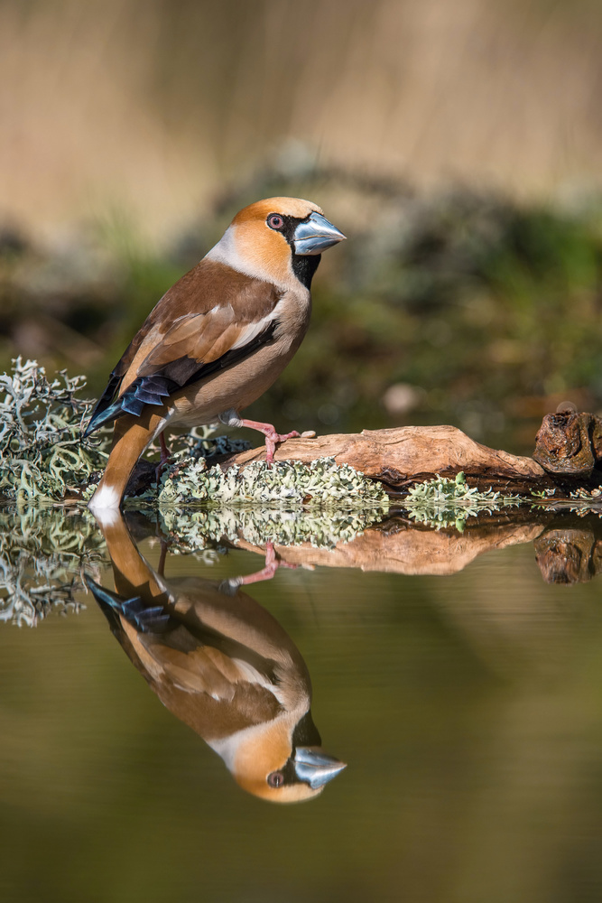 The Hawfinch, Coccothraustes coccothraustes from Petr Simon