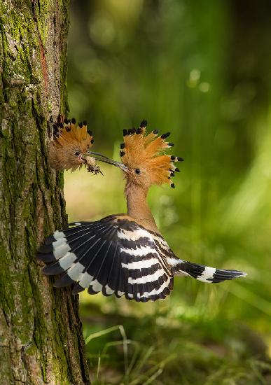 The hoopoe is feeding its chick. Still is flying and putting some insect in its beak. Typical forest