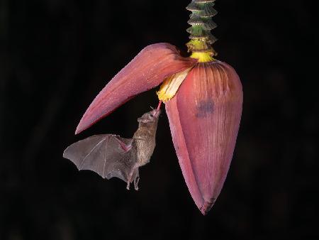 Lonchophylla robusta, Orange nectar bat