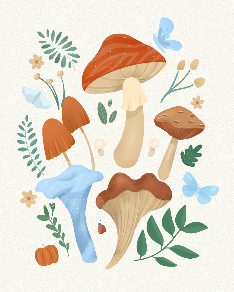 Fungi from Petra Lizde