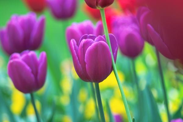 prächtige Tulpenfarben from Philipp Schneider