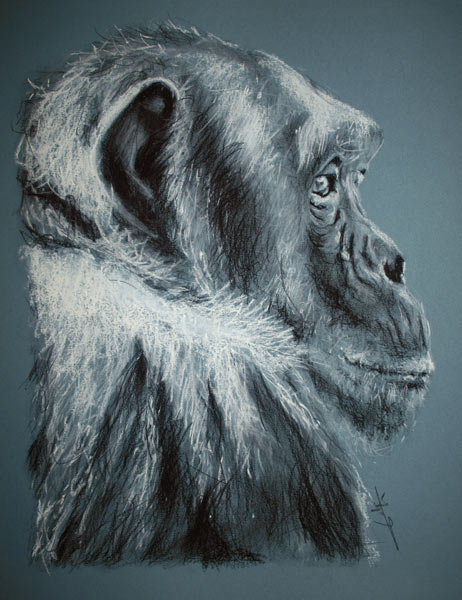 Chimpanzé de profil from Philippe Flohic