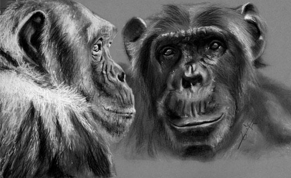 2 Chimpanzés de profil et face