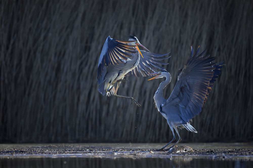 Grey heron from Phillip Chang