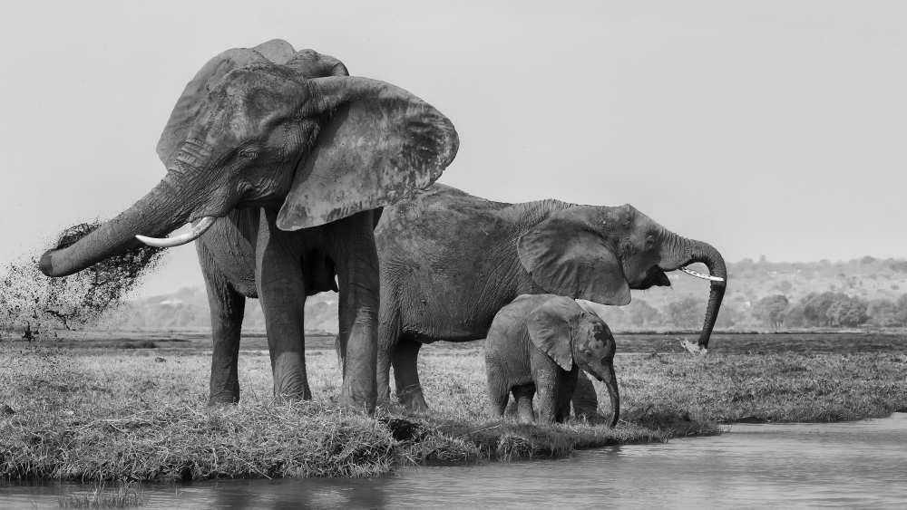 The family of elephants from Phillip Chang