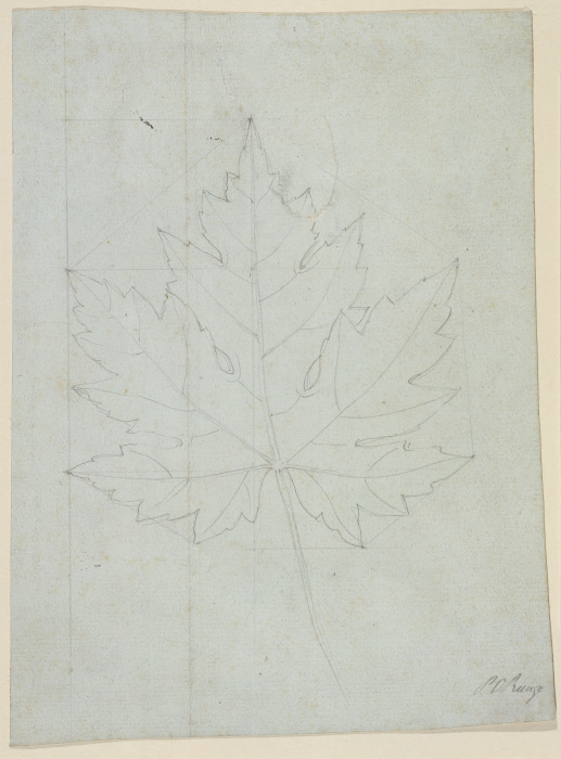Maple leaf from Phillip Otto Runge