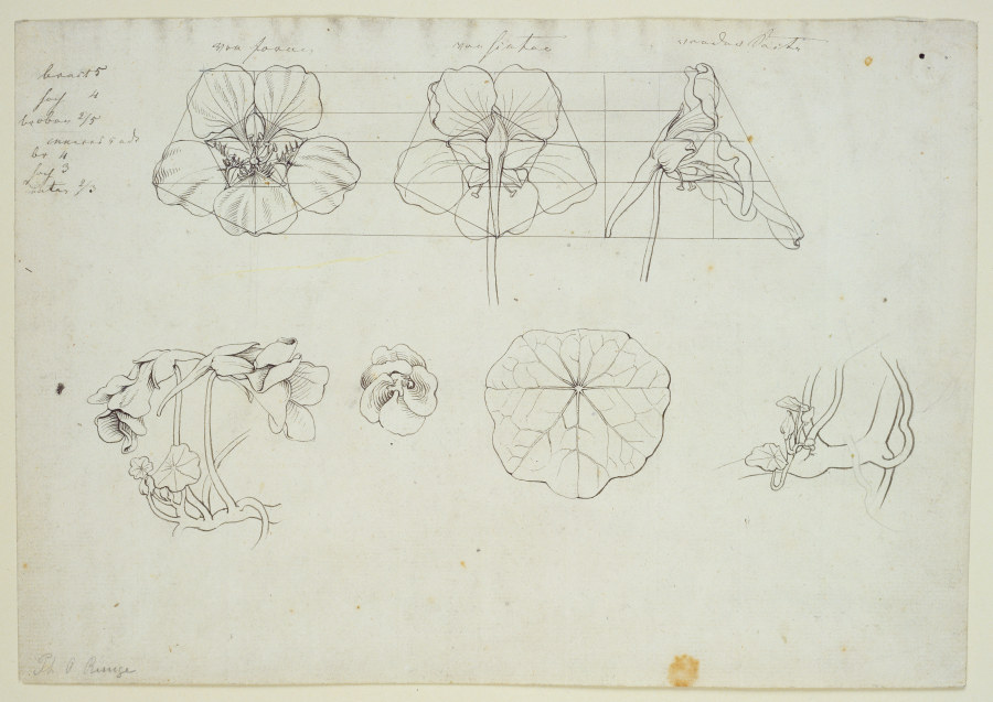 Blätter und Blüten der Kresse from Phillip Otto Runge