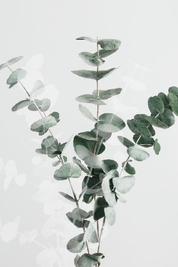Eucalyptus Creative 01