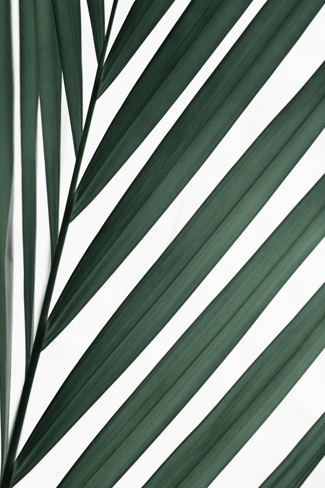 Graphic palm leaf_3 from Pictufy Studio III