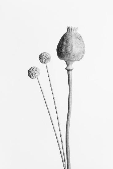 Poppy Seed Capsule Black and White