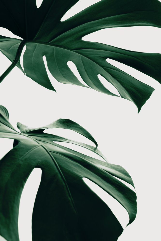 Monstera Natural 12 from Pictufy Studio III