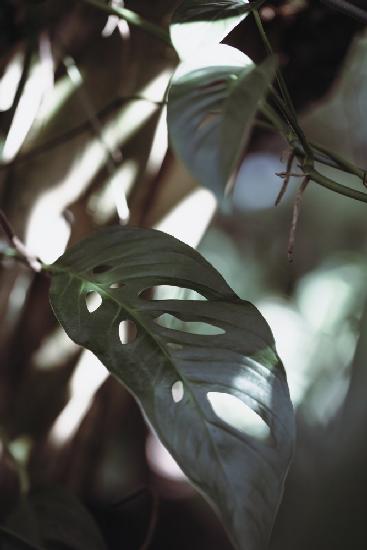 Monstrea Leaves Nature_1