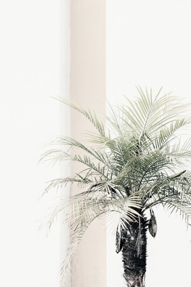 Palm tree from Pictufy Studio III