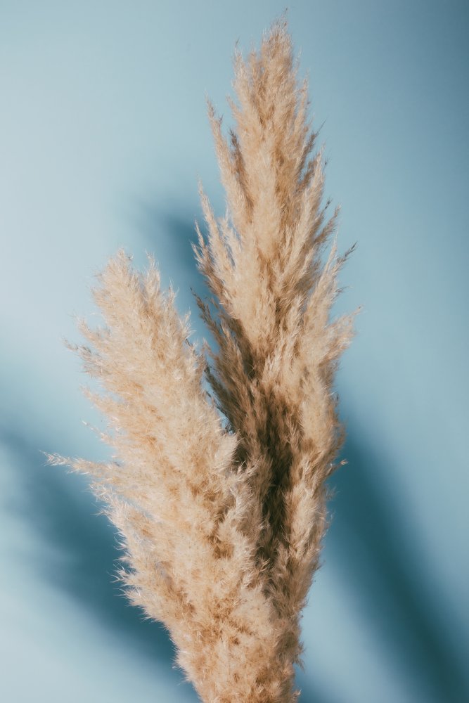 Pampas Grass Blue from Pictufy Studio III
